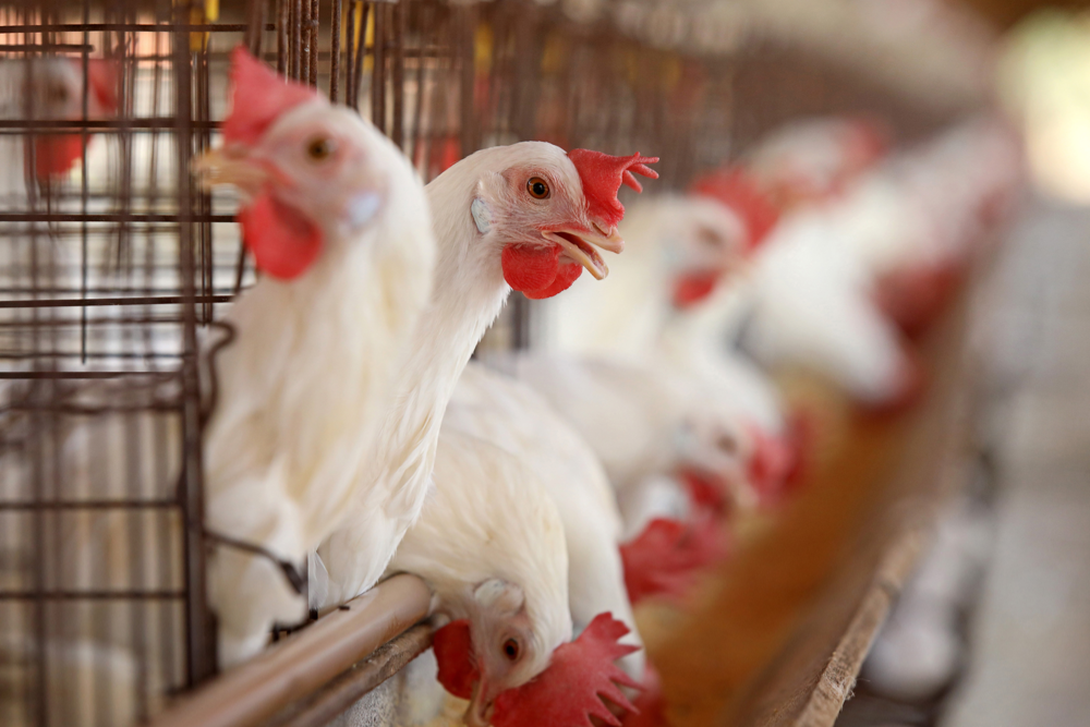 Poultry Processing Software: Key Features, Benefits & 成本